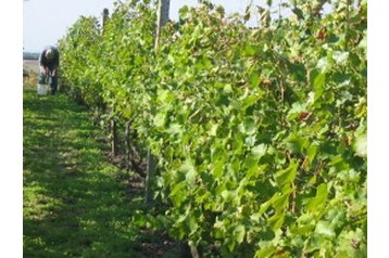 Vasaras māja Dudince 9